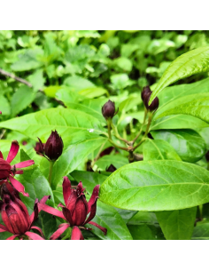 Arbre aux anémones - Calycanthus Floridus 2