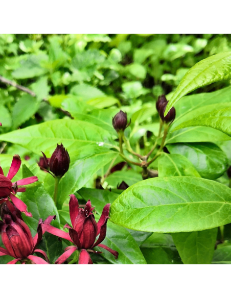 Arbre aux anémones - Calycanthus Floridus