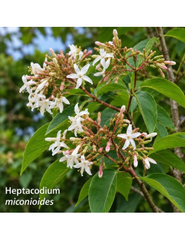 Heptacodion de Chine - Heptacodium Miconioides