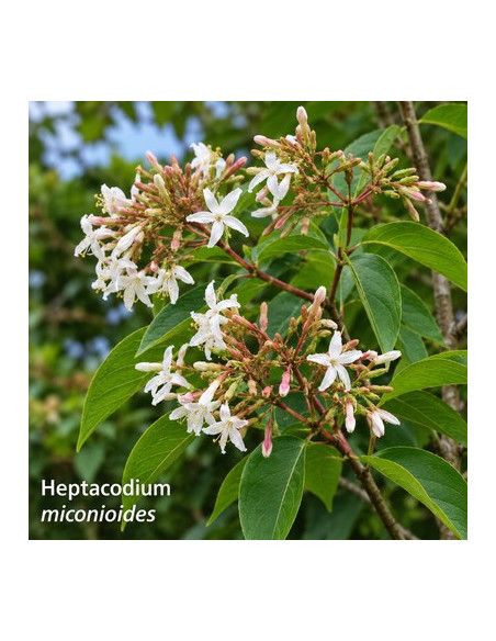 Heptacodion de Chine - Heptacodium Miconioides