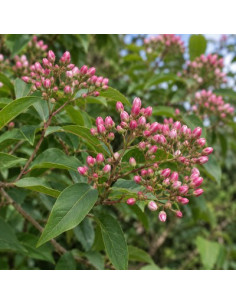 Heptacodion de Chine - Heptacodium Miconioides 2