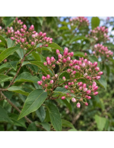 Heptacodion de Chine - Heptacodium Miconioides
