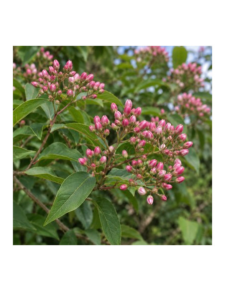 Heptacodion de Chine - Heptacodium Miconioides