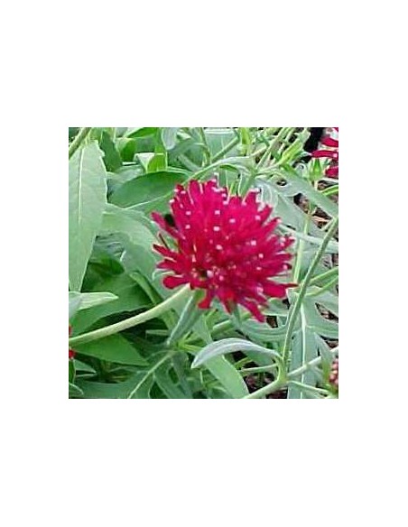 Petite scabieuse de Macédoine