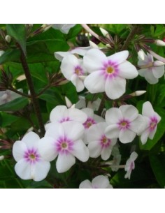 Phlox maculata omega