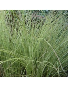 Eulalie "Morning light"