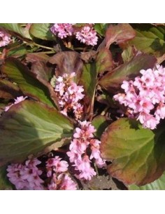 Plante des savetiers "Baby Doll"