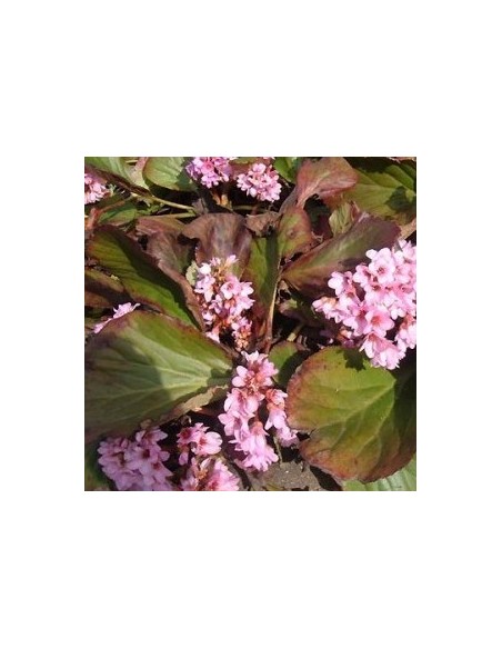 Plante des savetiers "Baby Doll"