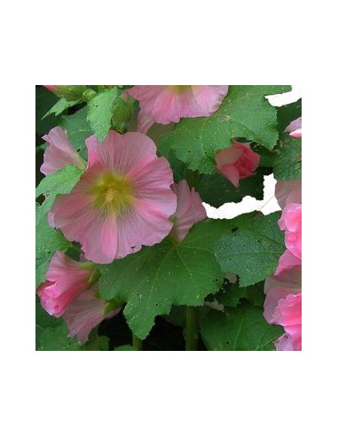 Rose trémière simplex Rose trémière simplex