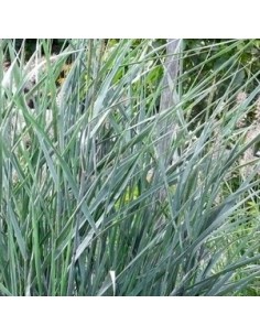 Panic effilé "Prairie sky"