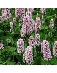 Renouée bistorte "Superba"