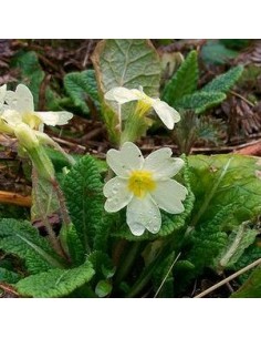 Primevère des jardins