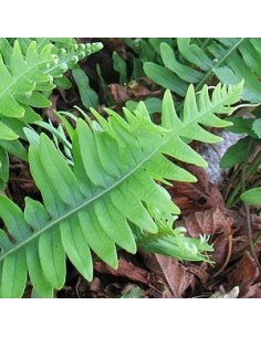 Polypode commun