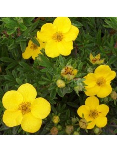 Potentille arbustive Goldfinger 2