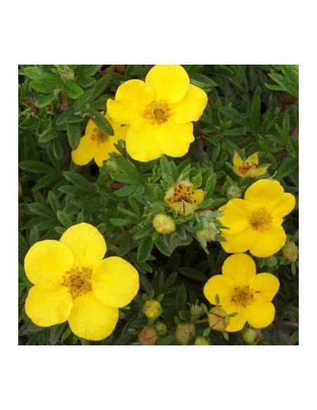 Potentille arbustive "Goldfinger"