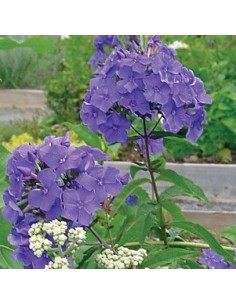 Phlox paniculata "Blue paradise"