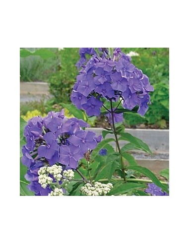 Phlox paniculata "Blue paradise"