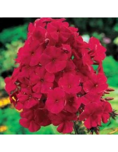 Phlox paniculata "Tenor"