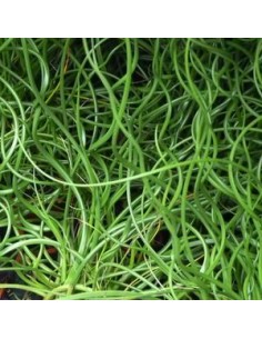 Jonc des chaisiers en spirale