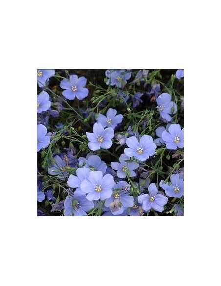 Lin vivace "Saphir"