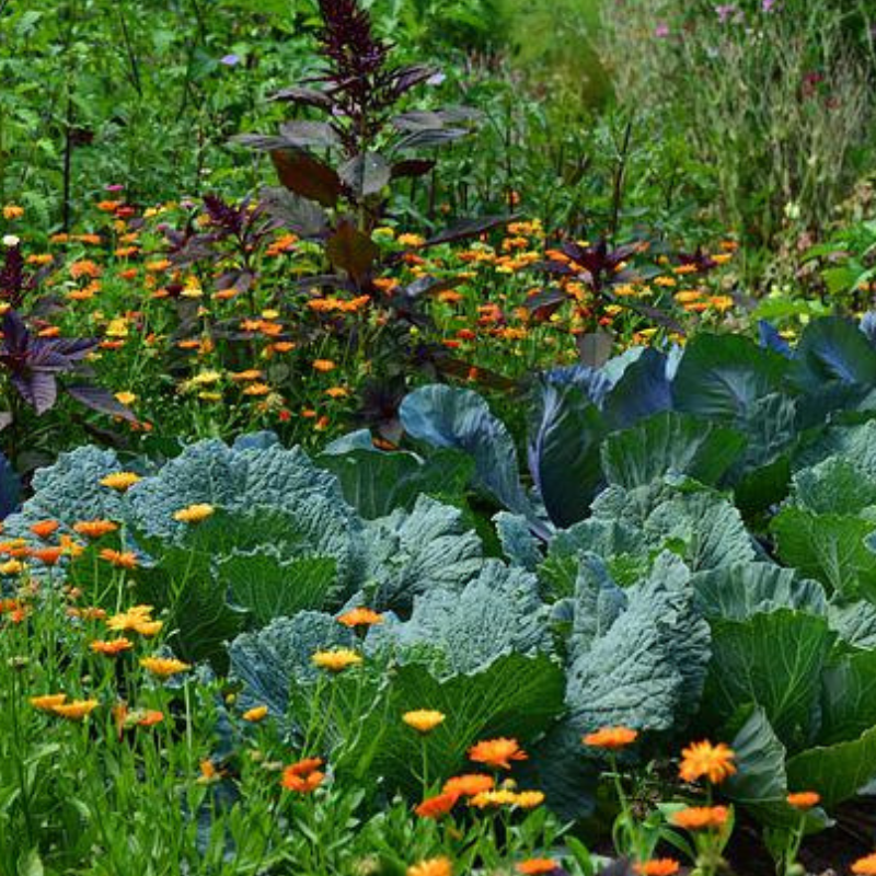 Aérateur pour compost POLET