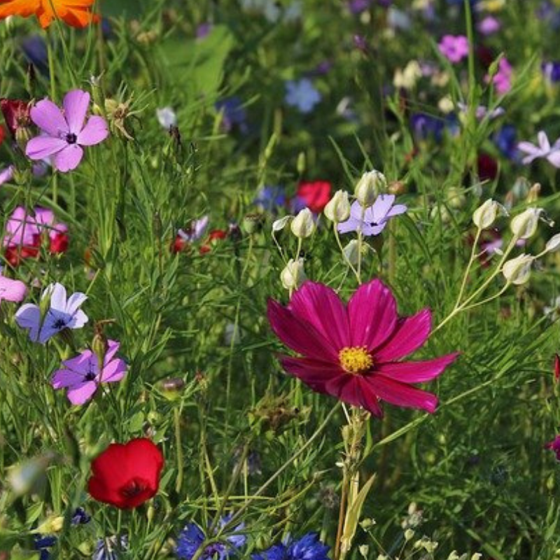 FLEURS ANNUELLES